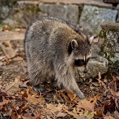 Danny DeVito, the Ballard raccoon, foraging among autumn leaves
